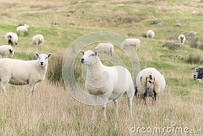 Flock of Sheep, Northern Ireland Stock Photo