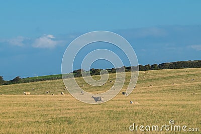 Flock of Sheep, Northern Ireland Stock Photo