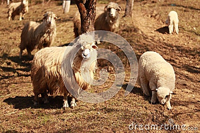 A flock of sheep paying attention to the camera Stock Photo