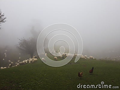 Flock of sheep and poultry feeding on the hills Stock Photo