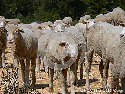 Flock of sheep, Provence Stock Photo