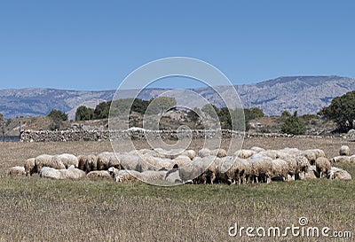 Flock of sheep resting on a field Stock Photo