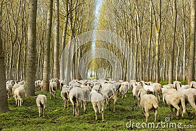 Flock of sheep running away Stock Photo