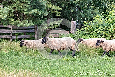 Flock of sheep running in meadow Stock Photo