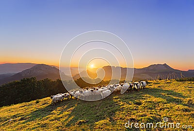 Flock of sheep in Saibi mountain Stock Photo