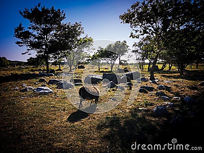 Flock of sheep Stock Photo