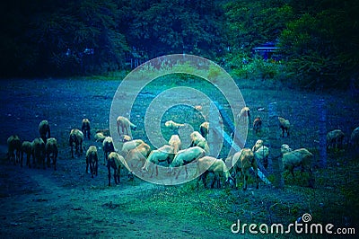 A flock of sheep Stock Photo