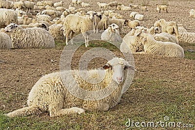 Flock of sheep sitting on the ground in a park in Cologne Stock Photo