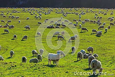 Flock of Sheep, South Island, New Zealand Stock Photo