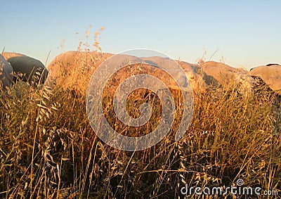 Flock of sheep in the Spanish countryside. The animals grazing. Stock Photo