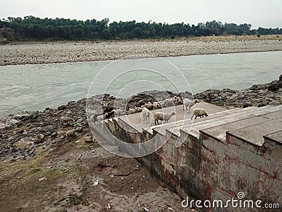 flock of sheep on the stairs leading to the Chenab river coast in Akhnoor Stock Photo