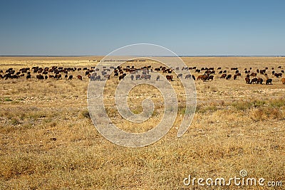 Flock of sheep in the steppe of Kazakhstan Stock Photo