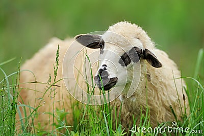 Flock sheep on a summer field Stock Photo