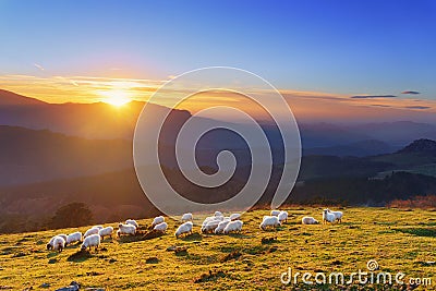 Flock of sheep at sunset Stock Photo