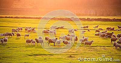 Flock of sheep at sunset Stock Photo