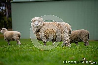 flock of sheep under gum trees in summer on a regenerative agricultural farm in New Zealand. Stud Merino sheep Stock Photo