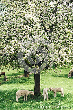 Flock of Sheep under a Tree Stock Photo