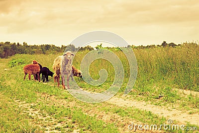 Flock of Sheep Under The Weather Stock Photo