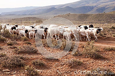 Flock of sheep walking down gravel road Stock Photo