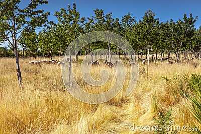 Flock of sheeps grazing on a dry field of Calabria Stock Photo