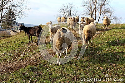 Flock of sheep and single goat standing on top of hill Stock Photo