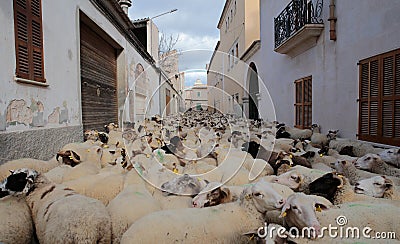 Flock of sheeps at Saint anthony animals blessing day Editorial Stock Photo