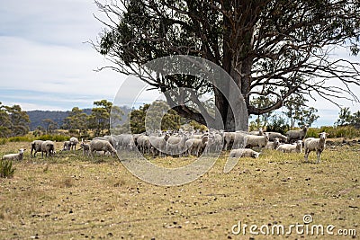 flock of shorn sheep in a dry paddock in summer with short grass Stock Photo