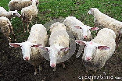 Flock of shorn sheep Stock Photo