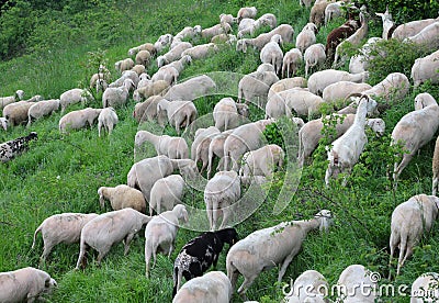 flock with shorn sheep without wool fleece before the hot summer Stock Photo