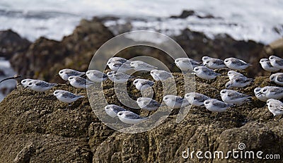 Flock of small birds resting Stock Photo