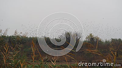 Flock of black birds flying over a field of olive trees, in June, Lerida, Spain, Europe Stock Photo