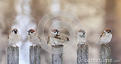 Flock of funny birds sparrows sit on a wooden fence in a row and have fun chatter Stock Photo