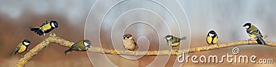Flock of small songbirds Tits sitting on a branch in a Sunny garden in different poses in a panoramic photo Stock Photo
