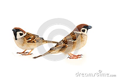 flock of sparrows in dynamics isolated Stock Photo