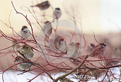 A flock of sparrows on a red branch Stock Photo