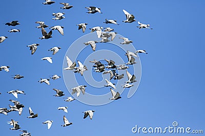 Flock of speed racing pigeon bird flying against clear blue sky Stock Photo