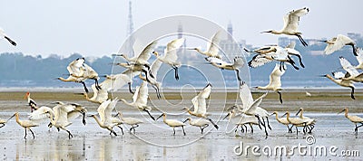 A flock of spoon bill ducks Stock Photo