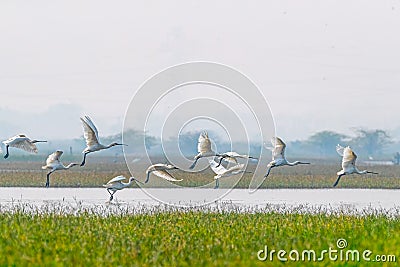 A Flock of Spoon bill taking off Stock Photo