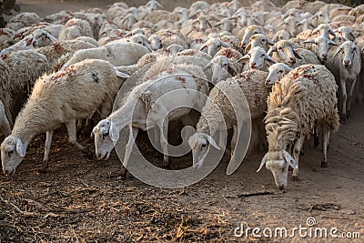 Flock of Staring Sheep Stock Photo
