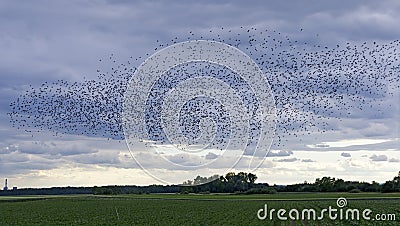 Flock of starlings Stock Photo