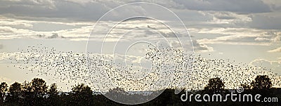 Flock of starlings Stock Photo