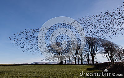 Starlings Stock Photo