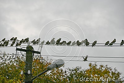 A flock of starlings sits on a wire. Bird migration Stock Photo