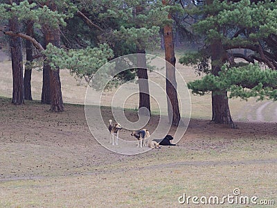 A flock of street mongrel dogs rest in a clearing under massive pine trees in the Kislovodsk park Stock Photo