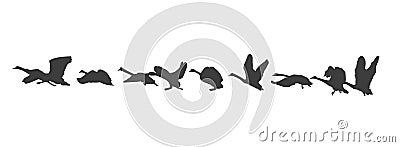 A flock of swans flies, silhouettes. Vector Illustration