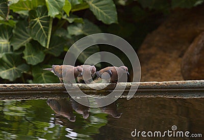 Flock of three wild laughing doves perched on edge of pool looking at their reflection, Kenya Stock Photo