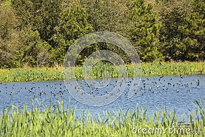 Flock of tree swallows skims the water for fish, Georgia. Stock Photo