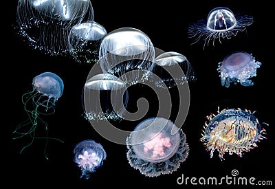 Flock of Tropic jellyfish swimming in the ocean Stock Photo