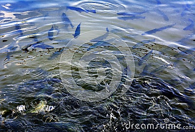 A flock of trout floating in a shallow river with pebbles. Stock Photo