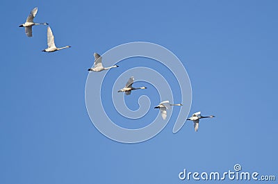 Flock of Trumpeter Swans Flying in a Blue Sky Stock Photo